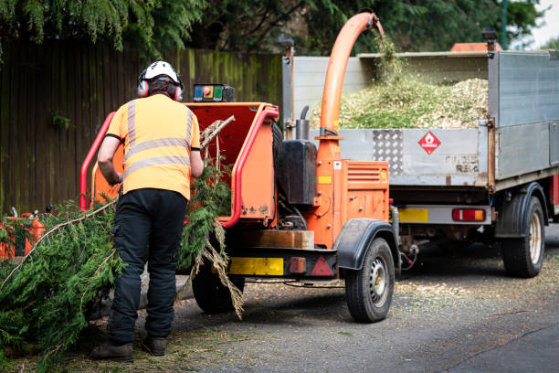 Best Fruit Tree Pruning  in Quinlan, TX