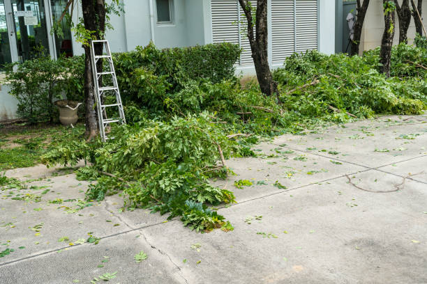 Best Lawn Edging  in Quinlan, TX