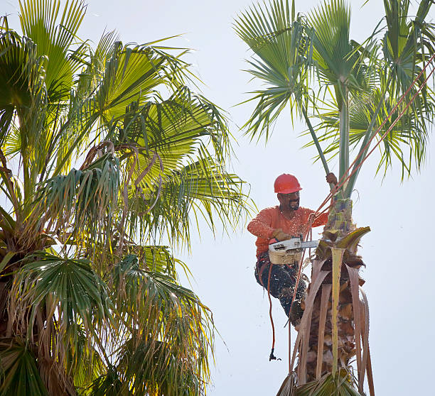 How Our Tree Care Process Works  in  Quinlan, TX