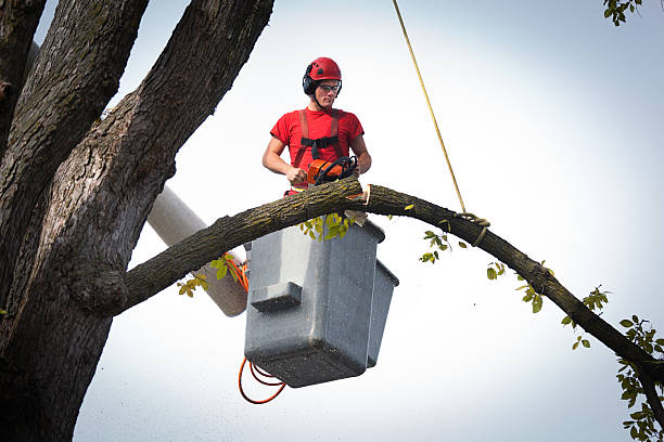 Best Leaf Removal  in Quinlan, TX