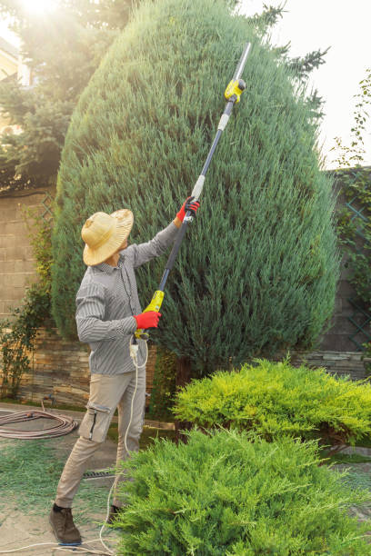 Best Tree Removal  in Quinlan, TX