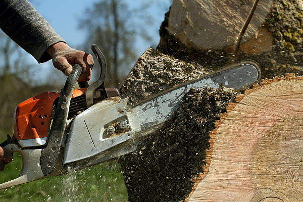 Best Pest Control for Lawns  in Quinlan, TX