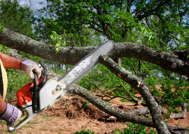 Reliable Quinlan, TX Tree Services Solutions