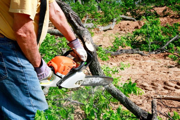 Best Tree Health Inspection  in Quinlan, TX
