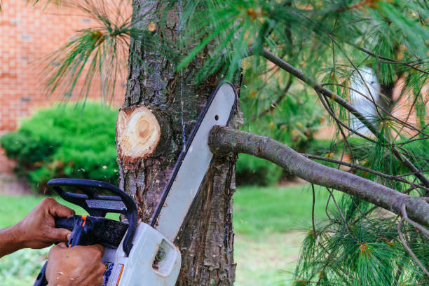 Best Tree Trimming and Pruning  in Quinlan, TX